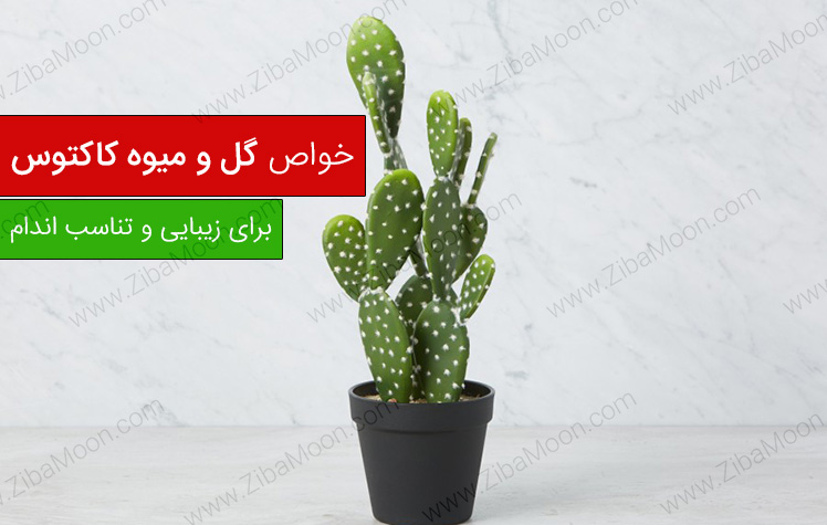 خواص شگفت انگیز گل و میوه کاکتوس برای زیبایی و تناسب اندام